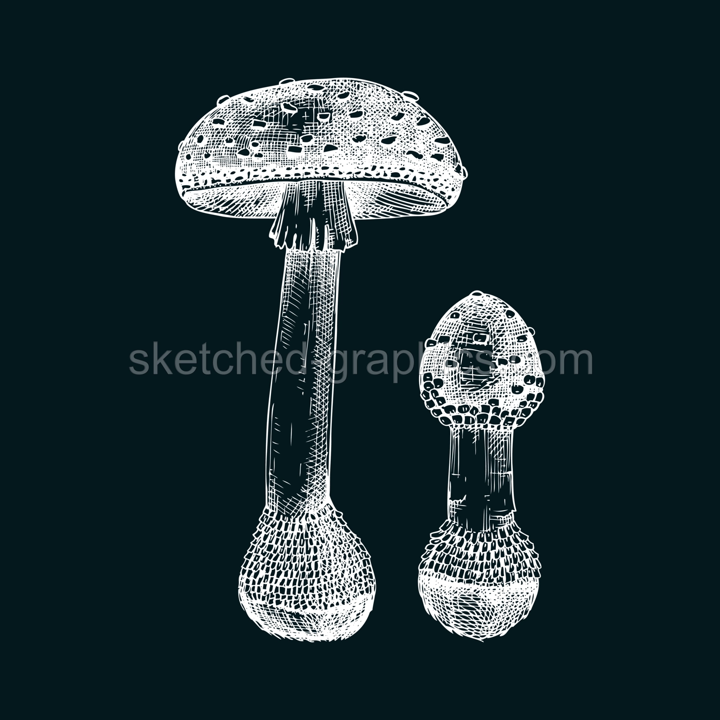 Fly agaric mushroom sketch. Hand-drawn deadly poisonous fungus illustration. Amanita mushroom drawing on chalkboard. Poisonous forest plants design element Illustration